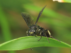Tenthredo bifasciata