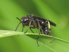 Tenthredo bifasciata