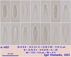 Lachnum brevipilosum