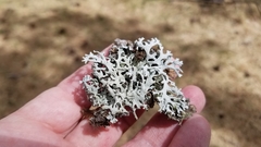 Pseudevernia furfuracea