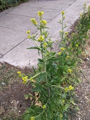 Sisymbrium officinale