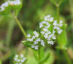 Valerianella locusta