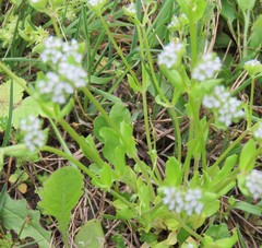 Valerianella locusta