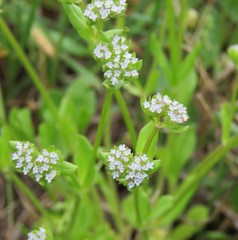 Valerianella locusta