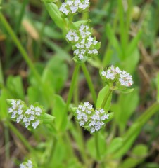 Valerianella locusta