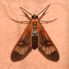 Cosmosoma teuthras