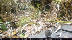 Synallaxis subpudica