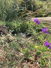 Glandularia aristigera