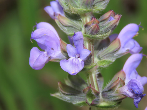 Salvia verbenaca L.