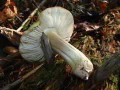 Tricholoma intermedium