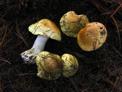 Tricholoma intermedium