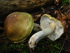Tricholoma intermedium