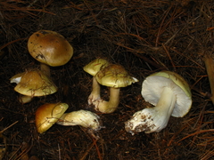 Tricholoma intermedium