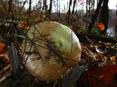 Tricholoma intermedium