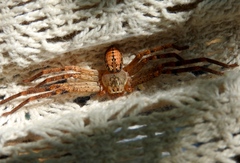 Curicaberis culiacan