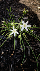 Ornithogalum umbellatum