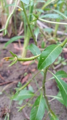 Ludwigia peploides montevidensis