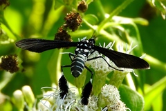 Horama plumipes