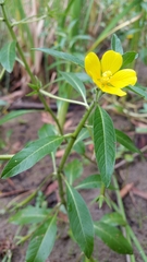 Ludwigia peploides montevidensis