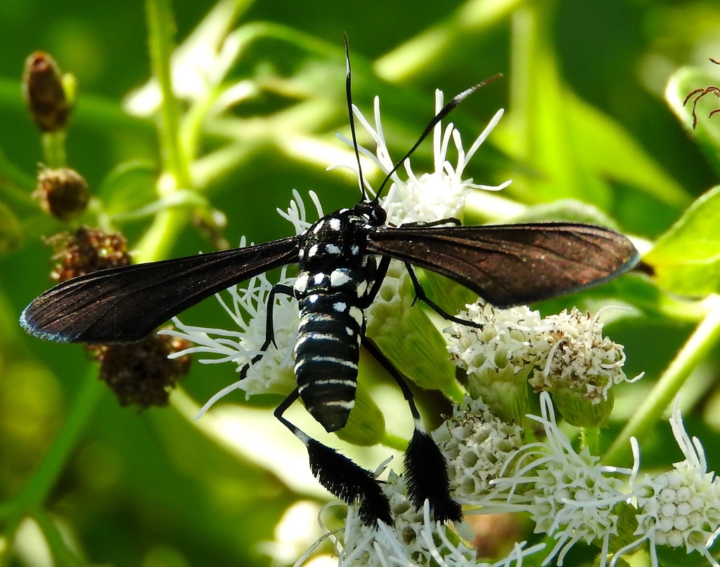 Horama plumipes
