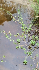 Ludwigia peploides montevidensis