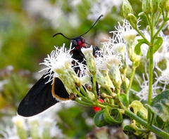 Mysoria affinis