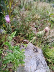 Cirsium mexicanum