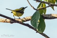 Todirostrum chrysocrotaphum