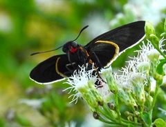 Mysoria affinis