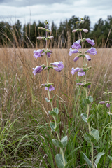 Penstemon grandiflorus