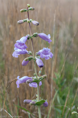 Penstemon grandiflorus