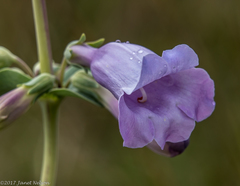 Penstemon grandiflorus