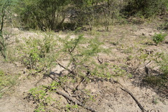 Mimozyganthus carinatus