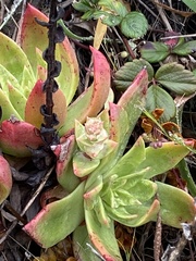 Dudleya farinosa