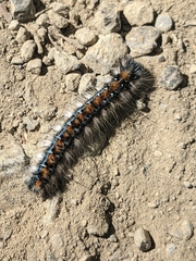 Malacosoma constricta