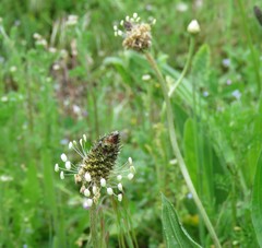 Plantago lanceolata