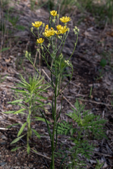 Crepis tectorum