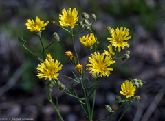 Crepis tectorum