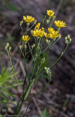 Crepis tectorum
