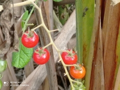 Solanum pimpinellifolium
