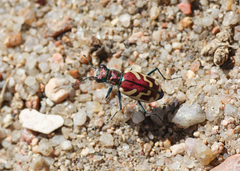 Cicindela lengi