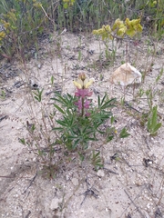 Lupinus gredensis