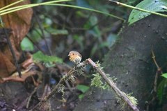 Grallaricula flavirostris