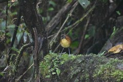 Grallaria flavotincta