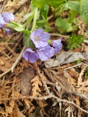 Pulmonaria officinalis