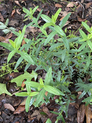 Hypericum sphaerocarpum