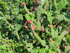 Opuntia elata