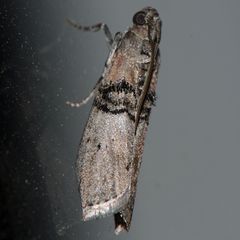 Tlascala reductella