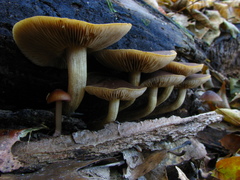 Agrocybe firma