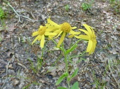 Arnica acaulis